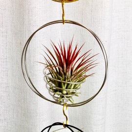 SCSFCVIUS Air Plant Hanging Holder Planter - Plant Hanger Display Frame DIY Kit Aluminum Wire Indoors Outdoors Plants Not Included (Black)
