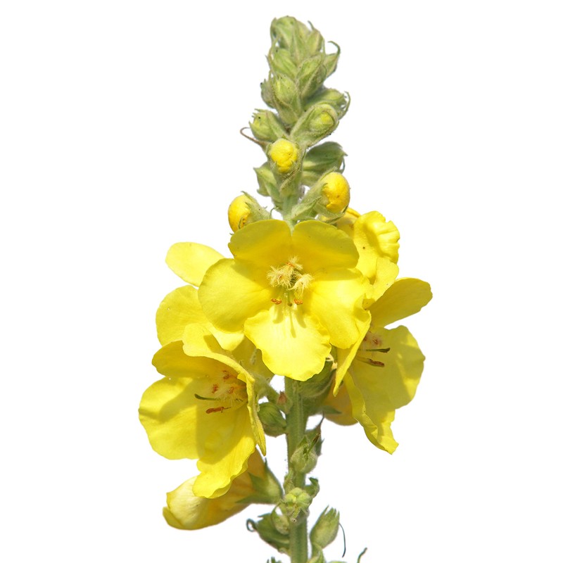 Earthcare Seeds Great Mullein Verbascum thapsus 150 Seeds Heirloom- Non