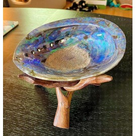 Large Abalone Shell Polished Paua Rainbow LG Sea Green Blue Beach House Zealand