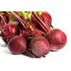 home grown Detroit Dark Red Beet HEIRLOOM 50+ seeds PREMIUM