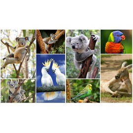 ANIMALS OF AUSTRALIA postcard set with 8 different animal cards of koalas, kangaroo and Australian birds