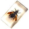 2.3" Real Carpenter Bamboo Bee in Crystal Clear Lucite Resin