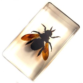 2.3" Real Carpenter Bamboo Bee in Crystal Clear Lucite Resin Specimen Preserved Insect Taxidermy Crafts Collection for Biology Science Education & Desk Ornament Display Supplies Paperweight