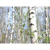 PAPCOOL White Birch Trẹẹ SẸẸDS - European White Birch Trẹẹ