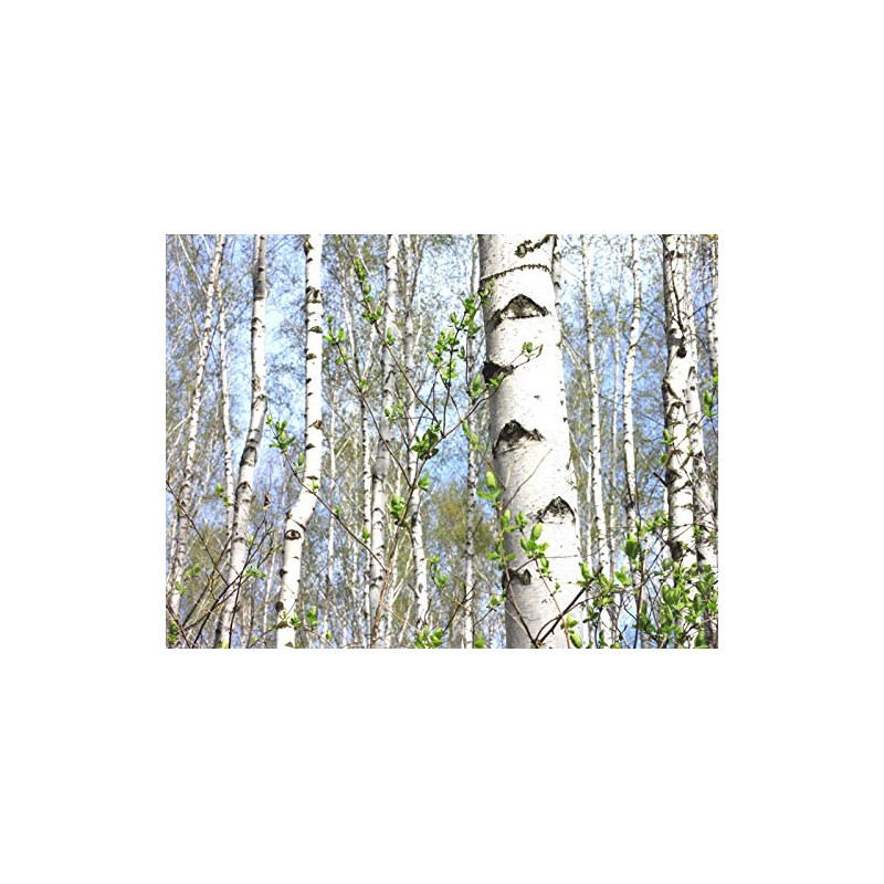 PAPCOOL White Birch Trẹẹ SẸẸDS - European White Birch Trẹẹ
