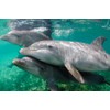 Edition Colibri Dolphins Under Water 3D Lenticular Postcard / Hologram