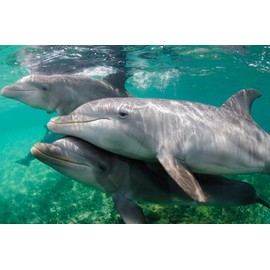 Edition Colibri Dolphins Under Water 3D Lenticular Postcard / Hologram Card of Dolphins Underwater (10041)