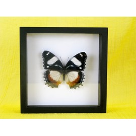 asiahouse24 A Real Exotic Prepared Butterfly Papilion Mormon in Black Picture Frame Wall Picture Display Case Entomology Taxidermy