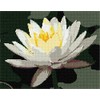 Pepita Needlepoint Canvas: Water Lily, 12" x 9"