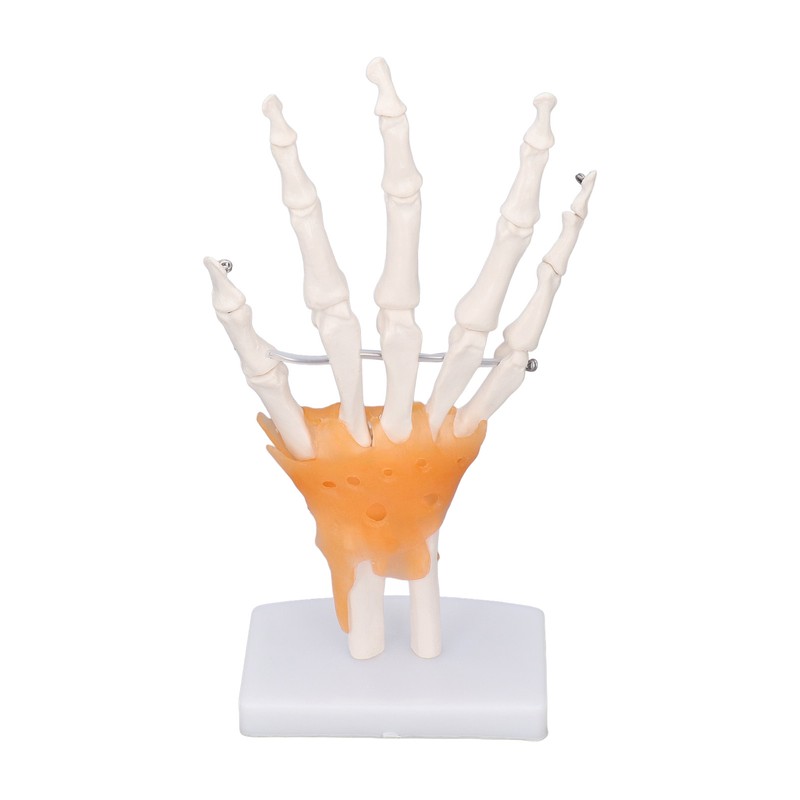 Hand Skeleton Model Life Size PVC On Base with Joints