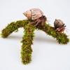 Begeterday Hermit Crab Accessories, 6 inch Hermit Crab Climbing Toys