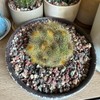 YISZM Succulent Cactus Soil Potting Mix Horticultural Lava Rocks Bonsai