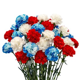 FlowerPrime 150 4th of July Red White and Blue Carnations - Special Holiday Variety Pack Fresh Natural Cut Flowers