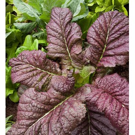 TomorrowSeeds - Japanese Giant Red Mustard Greens Seeds - 1500+ Count - for 2025 Planting Non-GMO Heirloom USA Garden Vegetable Collards Green Kale Spinach Leaf Summer Grow Your Own Home Farm Patio