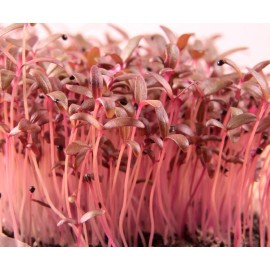 Axel's Garden Seeds Red Garnet Amaranth MICROGREEN Seeds | Non-GMO | Heirloom | Seeds for Sprouting - 750 Seeds