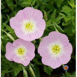 Evening Primrose Pink Ladies Flower Seeds Speciosa (5000)