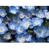 Fukkaen Seedlings, Nemophila Seeds (Insignis for Landscapes, Blue) 3.4 fl