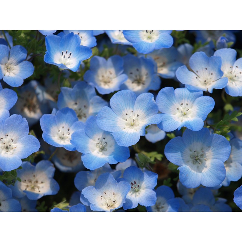 Fukkaen Seedlings, Nemophila Seeds (Insignis for Landscapes, Blue) 3.4 fl