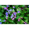 Lowhill Valley Lungwort Herbal Tea – Soothing Respiratory Support –
