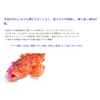 YAMASHITA Tako Bait LP Tako Aurora 2.5 No., 75mm KE34