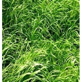 Annual Ryegrass Seed (Gulf, Diploid) - 5 Pound - Wizard Seed LLC