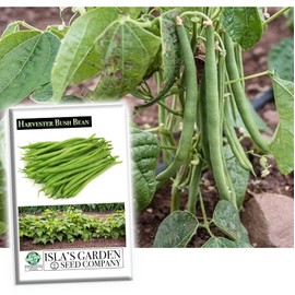 Harvester Bush Bean Seeds for Planting, 50+ Heirloom Seeds Per Packet, (Isla's Garden Seeds), Non GMO Seeds, Botanical Name: Phaseolus vulgaris, Great Home Garden Gift
