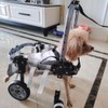 Dog Wheelchair for Small Medium Large Dogs, Adjustable 4-Wheel Mobility