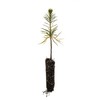 Sugar Pine | Small Tree Seedling | The Jonsteen Company
