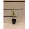4 Weeping Cherry Blossom Trees, 6-12 Inch Tall in 2.5