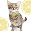 Faygarsle 2 Pack Cute Cat Collar with Bell Breakaway Bowtie