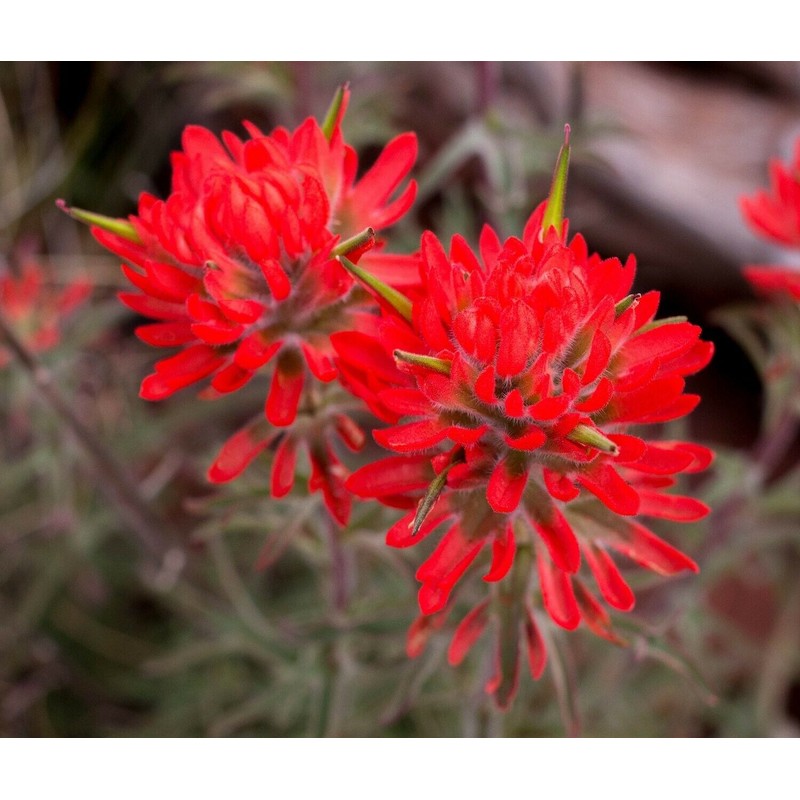 Wild Indian Paintbrush seeds (Castilleja Agustifolia) 200+ seeds -RARE- Wildflower