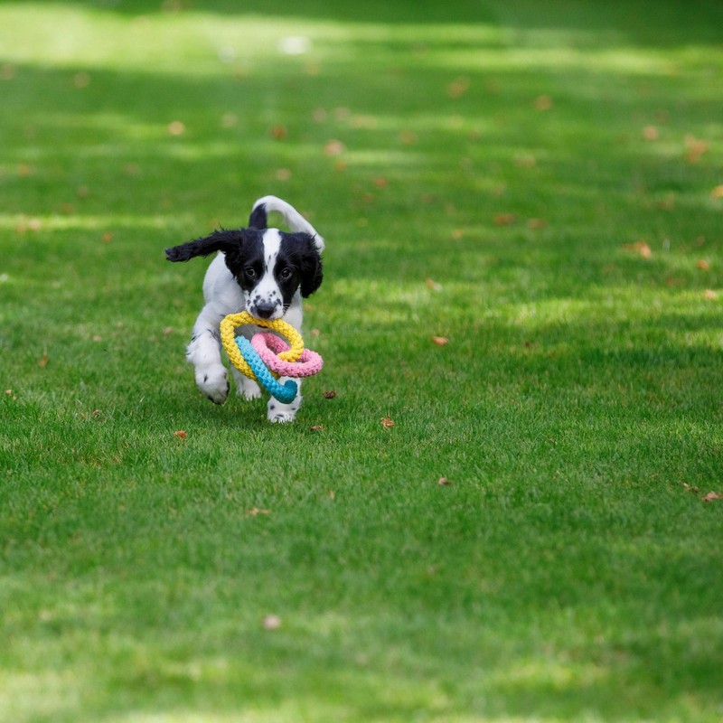 Petface (Little Petface) Rope Hearts Puppy Dog Toy