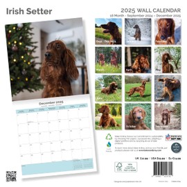 Baker and Bray Irish Setter Calendar 2025, Large Square Wall Calendar, 16 Month, Irish Setter Gift Dog Calendar.