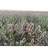 From The Field Catnip Buds In Tub, 0.5-Ounce