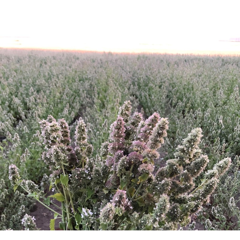 From The Field Catnip Buds In Tub, 0.5-Ounce