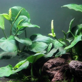 Mainam Anubias Barteri Broad Leaf Potted Live Aquarium Plants Decorations Freshwater Fish Tank Aquatic Plant3 Days Live Guaranteed