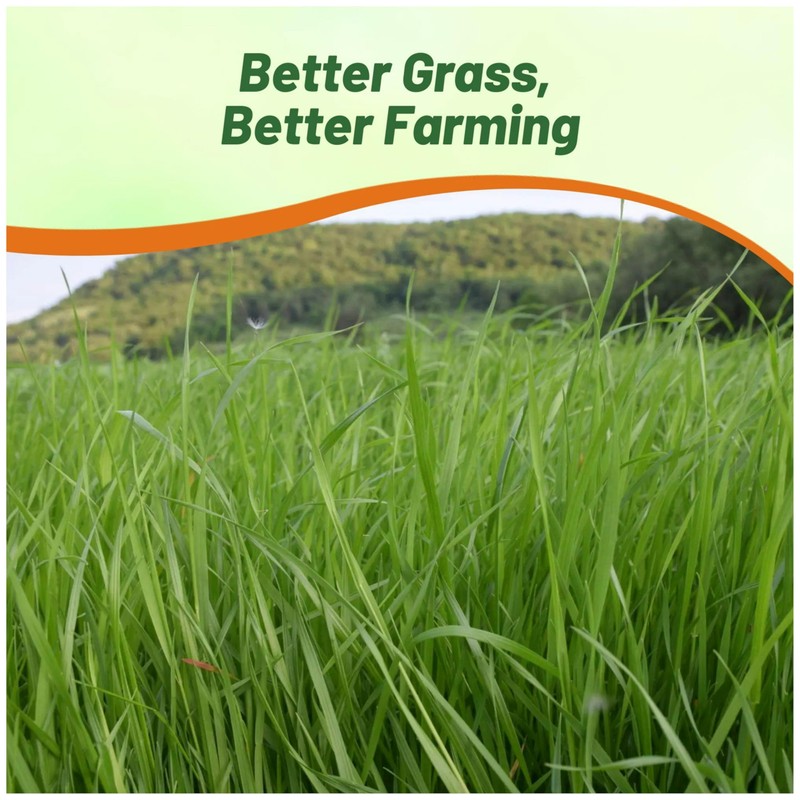 Outsidepride Ryegrass Seeds - 50 lb. Annual, Hardy & Fast-Growing,