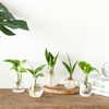Mkono Propagation Vases for Plants, Set of 5 Small Glass