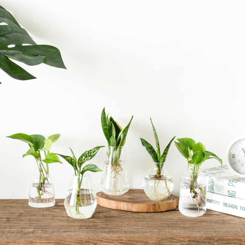 Mkono Propagation Vases for Plants, Set of 5 Small Glass