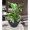 Richell 000973 Botany Plate, 12 Type, Diameter 4.9 x Height