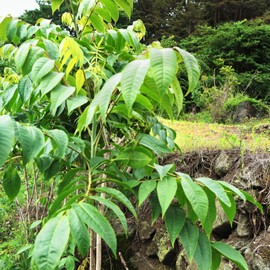 온유네 국산 지리산 옻나무 옻껍질 한묶음[일반농산물] Onyu's Domestic Jirisan Lacquer Tree Bark Bundle [General Agricultural Product], 1개