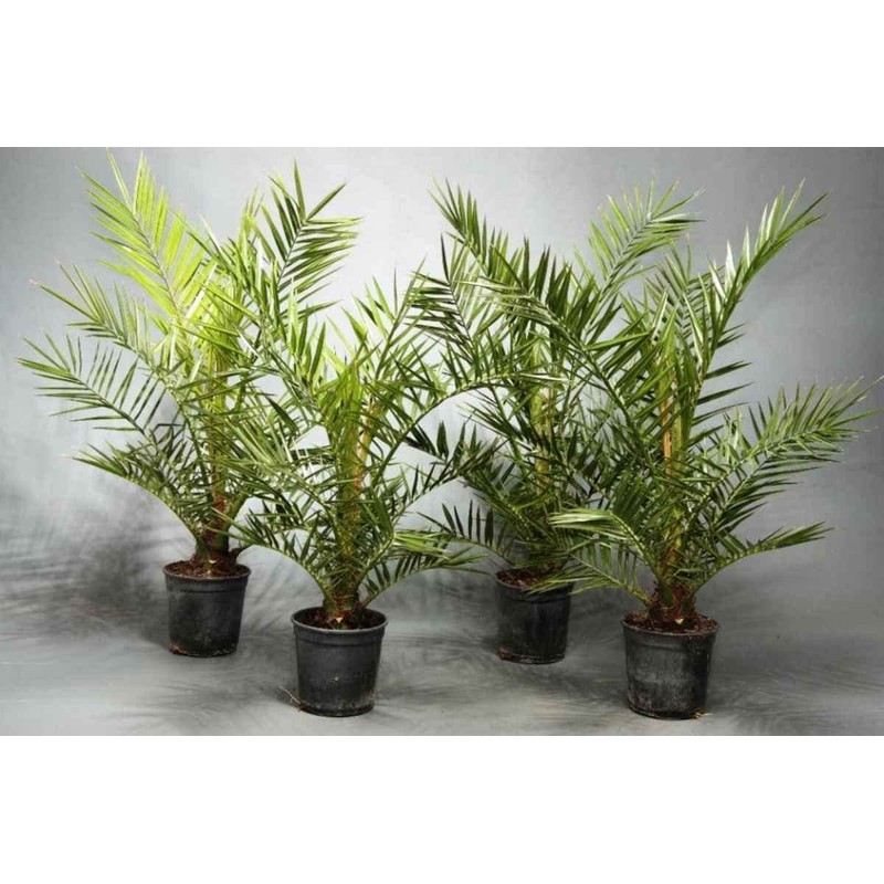 SeedsUP - 4+ Seeds Phoenix Palm Canary Island Date Palm