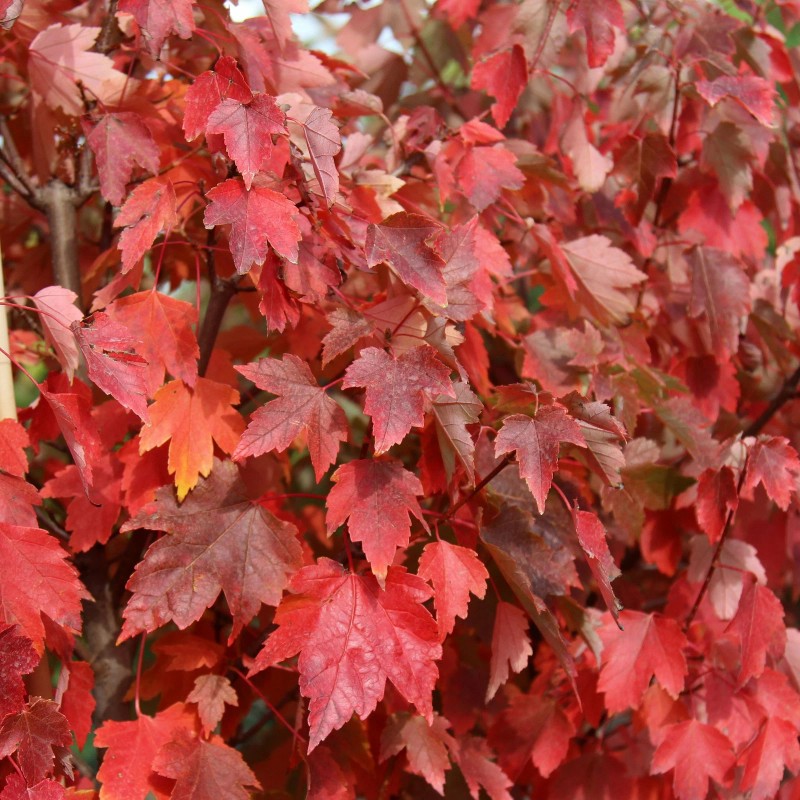 Tree Sun Valley Red Maple Tree - 8-14" Tall -