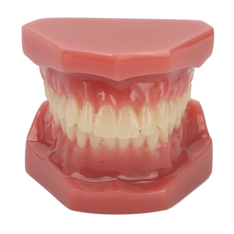 Tooth Model 28 Teeth Dental Orthodontic Model Teaching Study Supplies