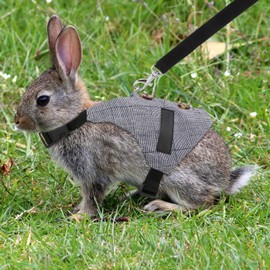 Rabbit Vest Harness and Leash Set Adjustable Formal Suit Style for Bunny Kitten Small Animal Walking (L)