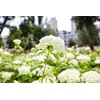 100+ Mix Hydrangea Seeds for Planting Macrophylla Giant Snowball Bonsai