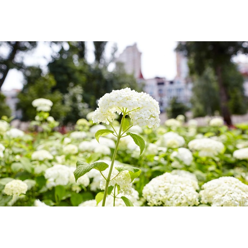100+ Mix Hydrangea Seeds for Planting Macrophylla Giant Snowball Bonsai