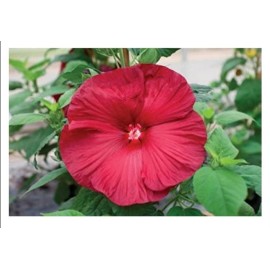 Tallulah's Gardens Honeymoon RED HARDY HIBISCUS~HEIRL