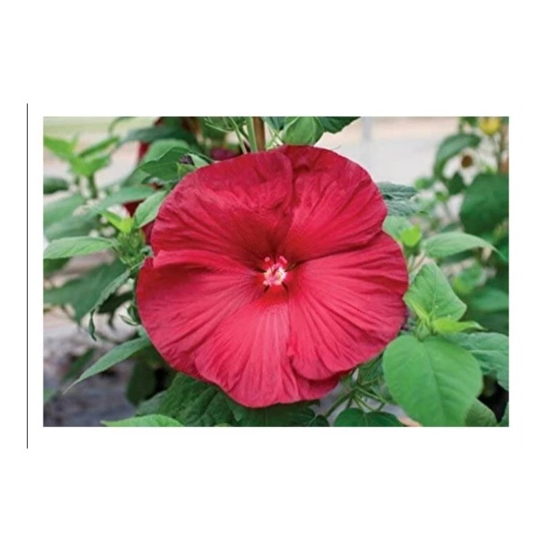 Tallulah's Gardens Honeymoon RED HARDY HIBISCUS~HEIRL