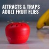 Terro Fruit Fly Traps for Indoors (4 Pack) + 180